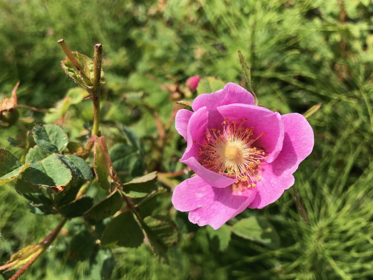 野玫瑰,花,自然