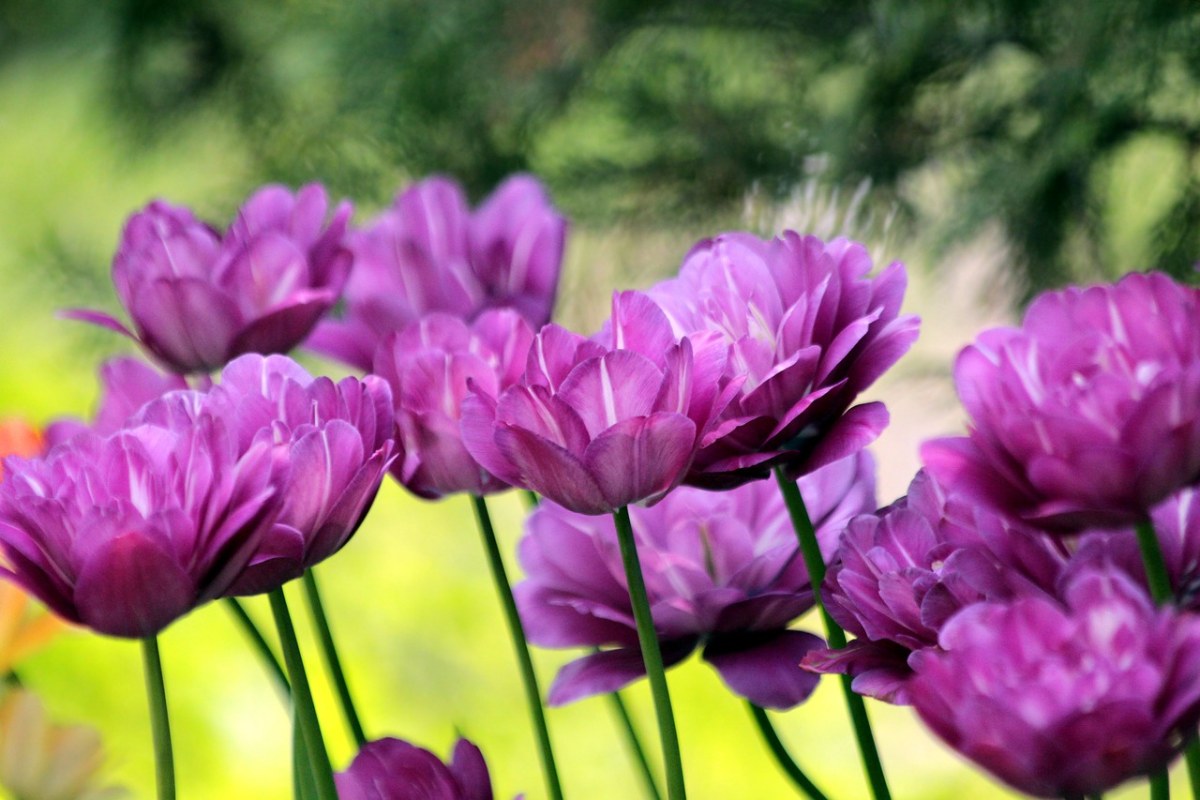 郁金香、鲜花、春天免费图片