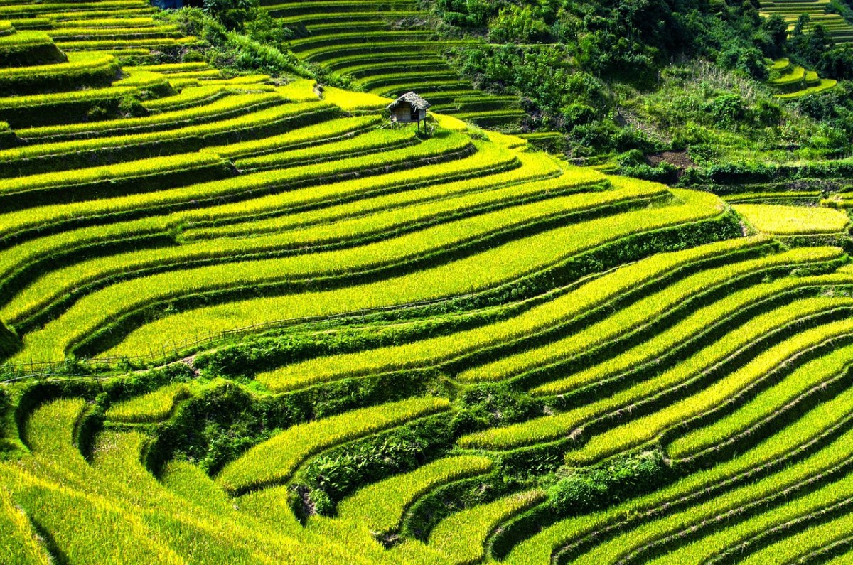 水稻梯田,稻田,梯田