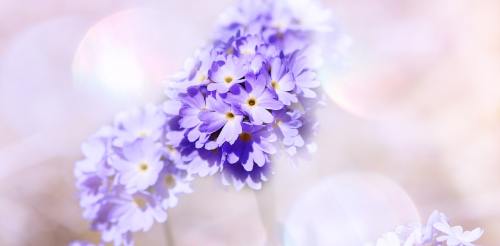 唯美紫色花朵背景图片