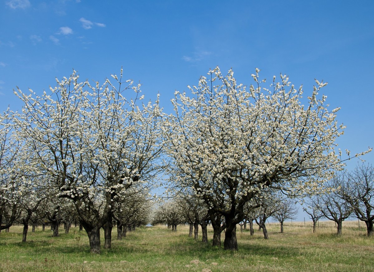 春天的果树开花免费图片