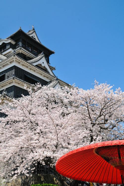 日本天守阁建筑与春天的樱花树