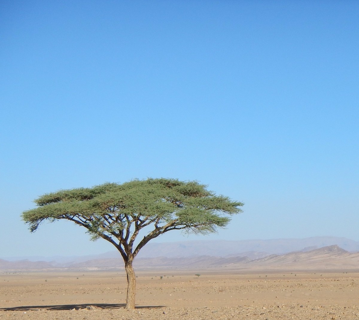 树,沙漠
