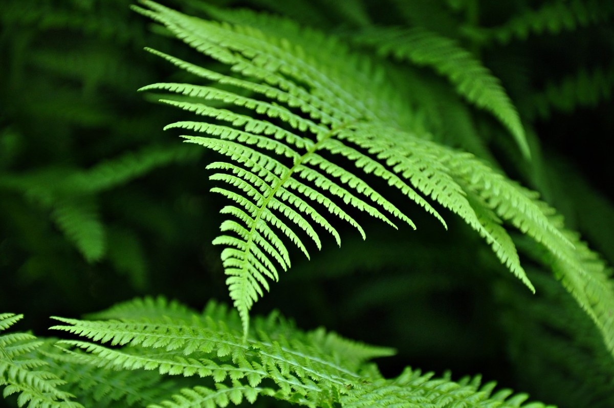 蕨类植物,植物,增长