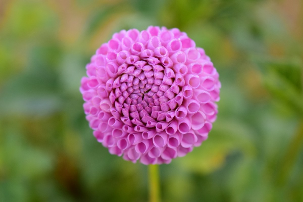 娇琴纱、花、开花免费图片