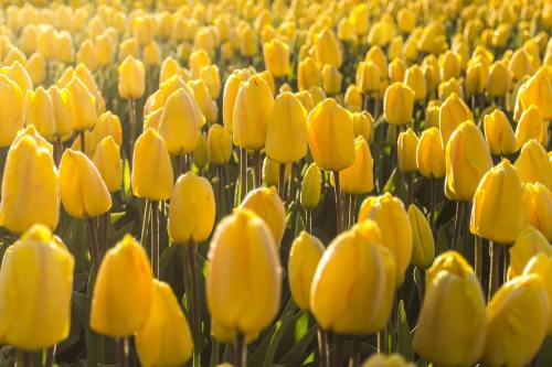 荷兰、花卉、春天
