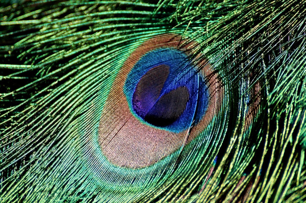 孔雀羽毛、虹彩、鸟免费图片