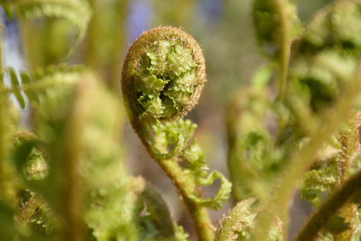 春天的蕨类植物免费图片