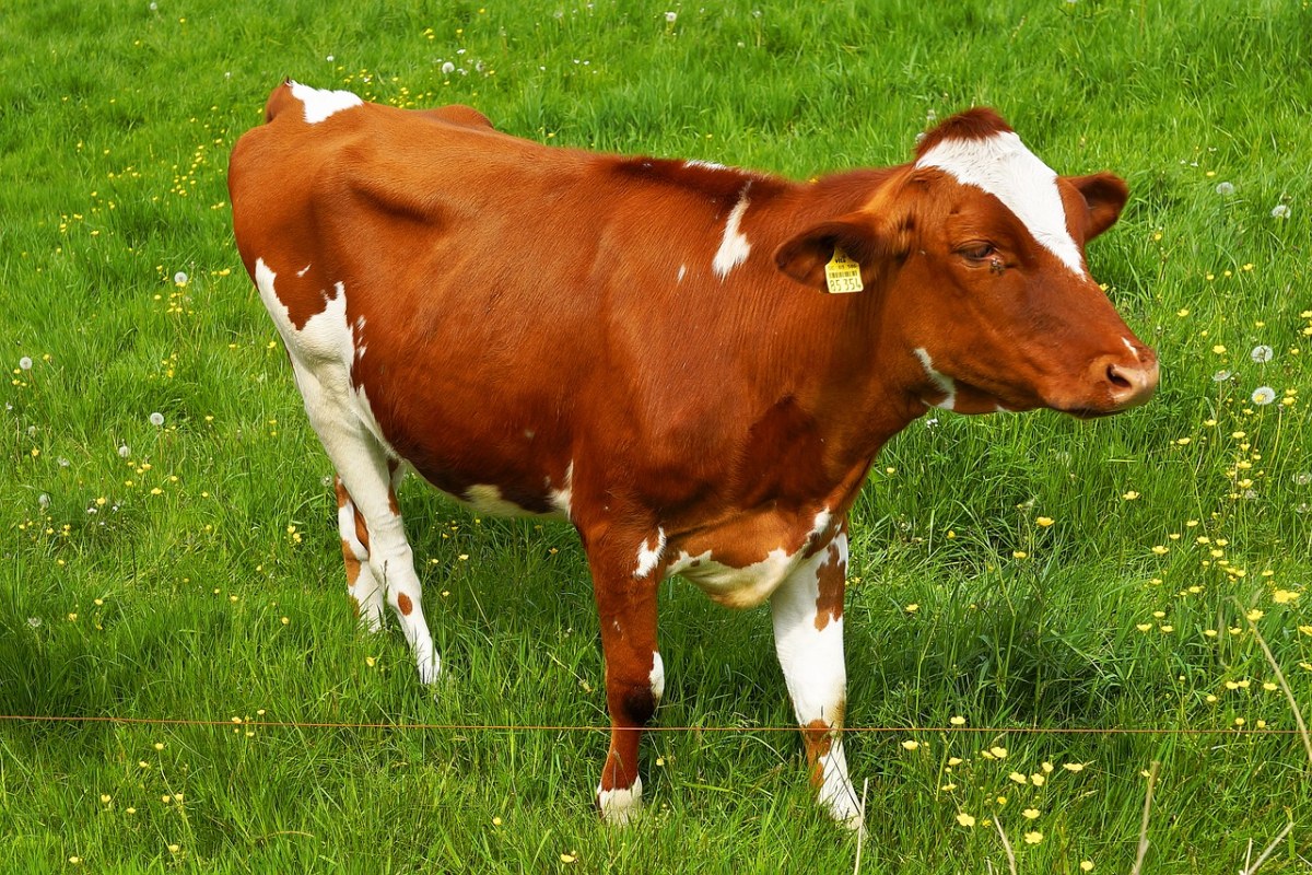 牧场草地上的黄牛免费图片