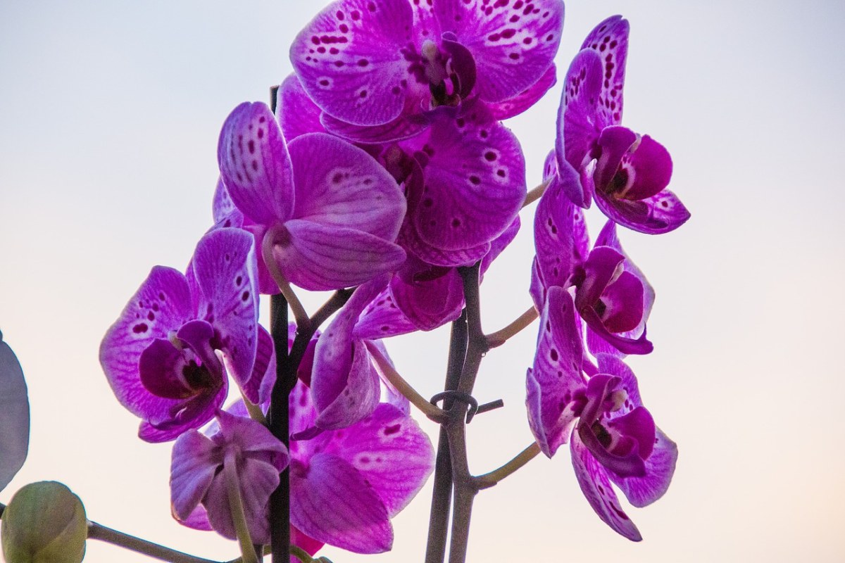 紫色的蝴蝶兰免费图片