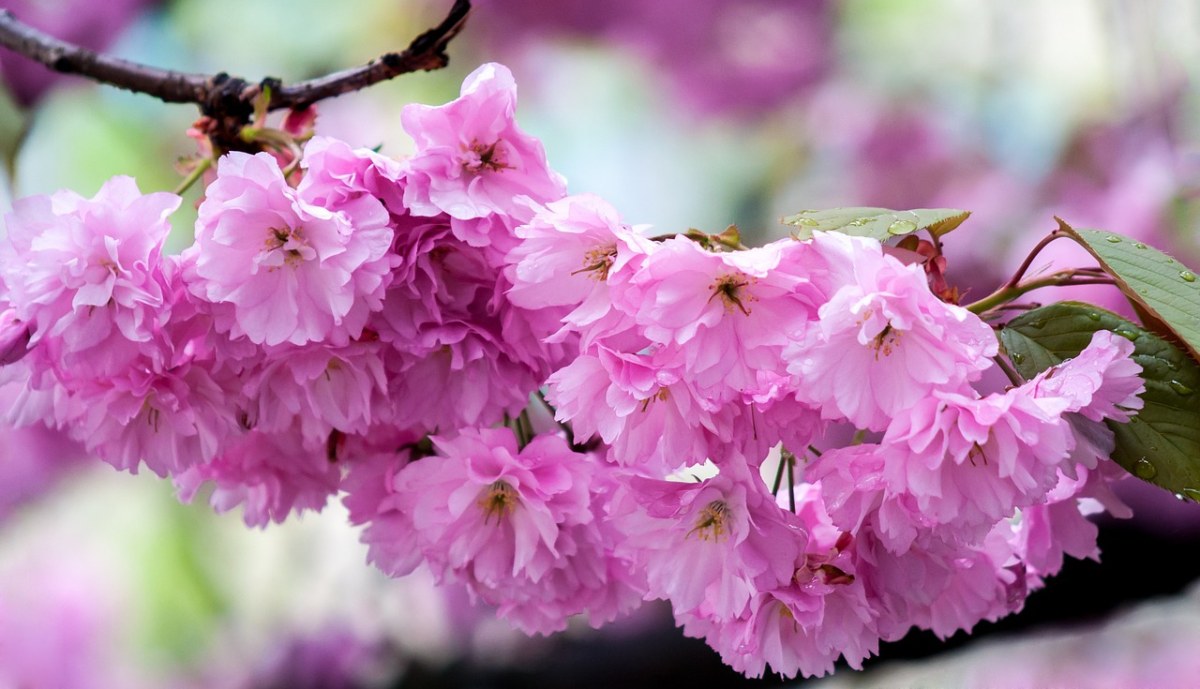 灿烂美丽的观赏樱花免费图片