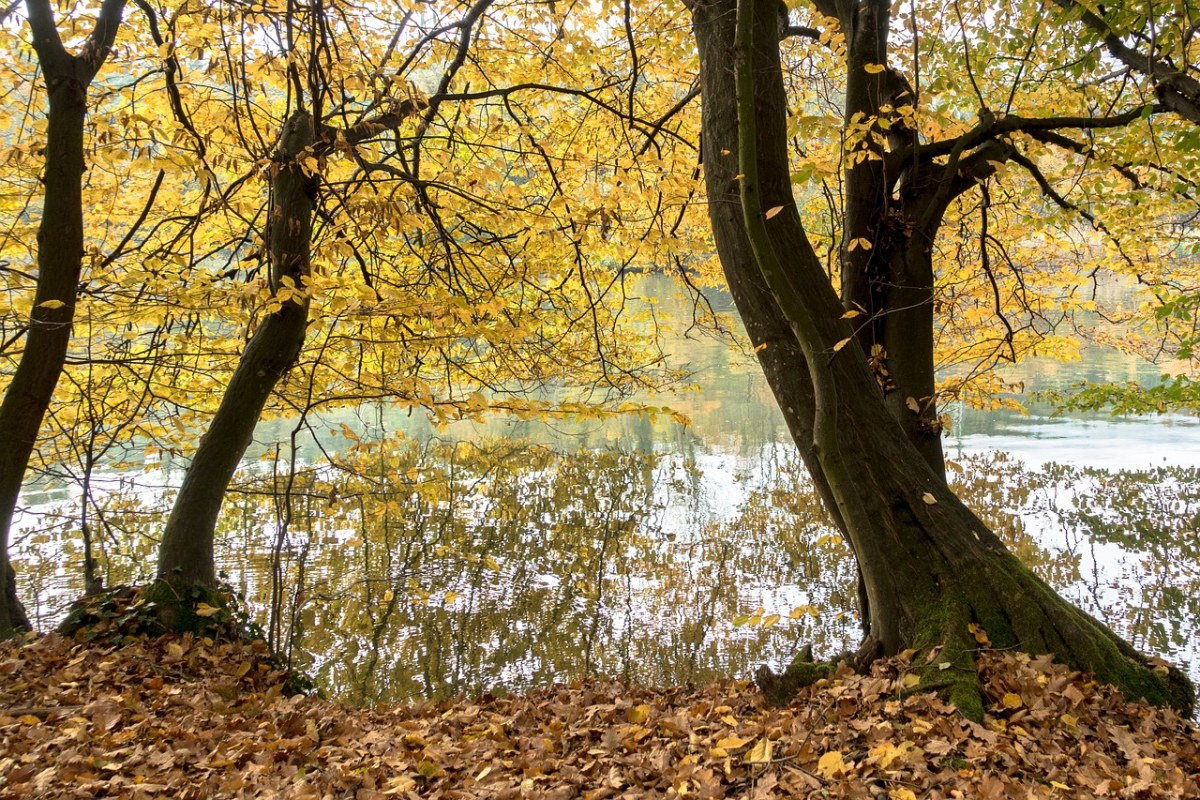秋季、在河上、河免费图片