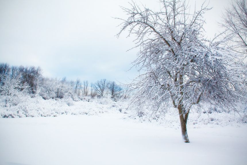 雪樹,雪,冬天