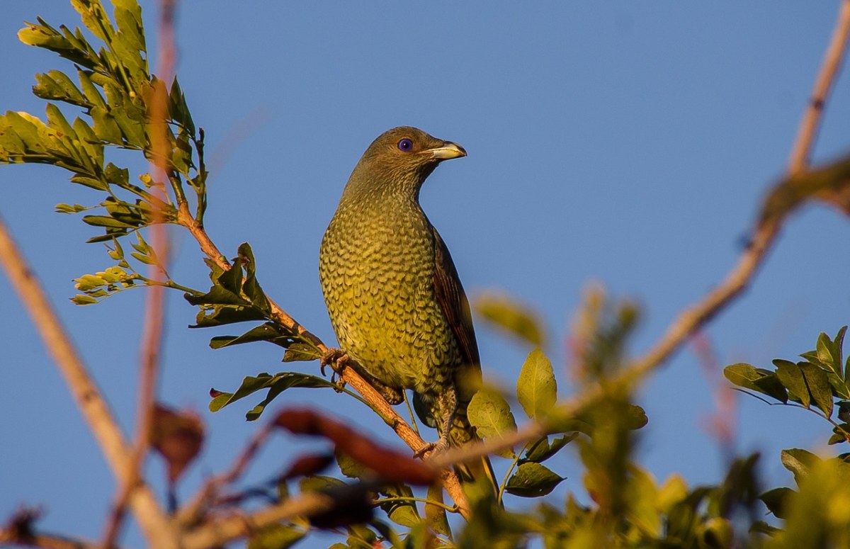 缎bowerbird,鸟,ptilonorhynchus,研究