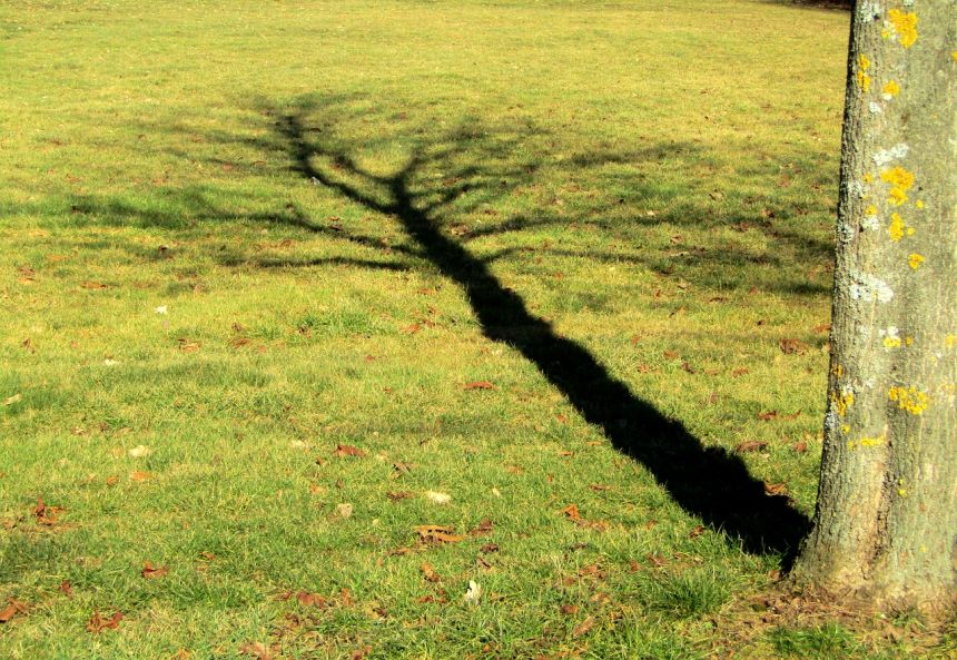 中午12点树的影子图图片