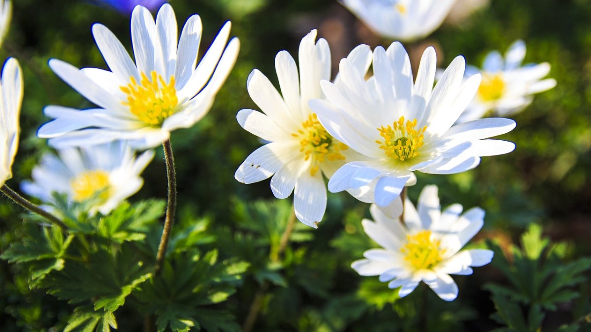 白色的银莲花免费图片