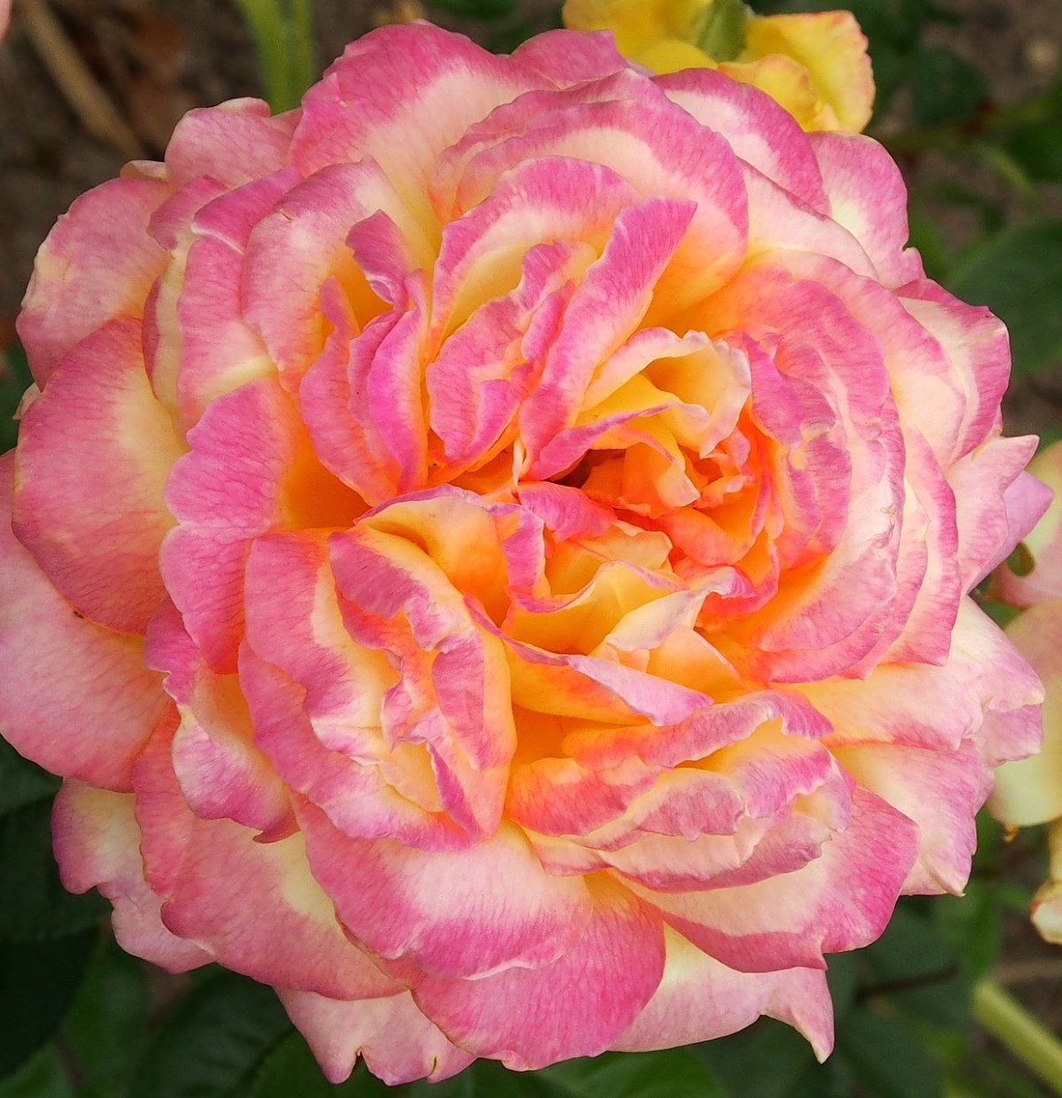 玫瑰,粉红色-黄色,开花