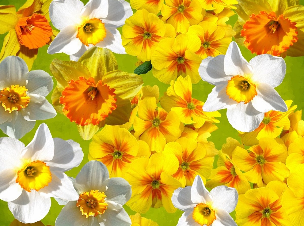 水仙花花朵背景图免费图片