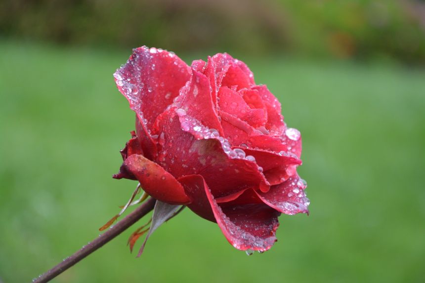 花紅玫瑰滴雨