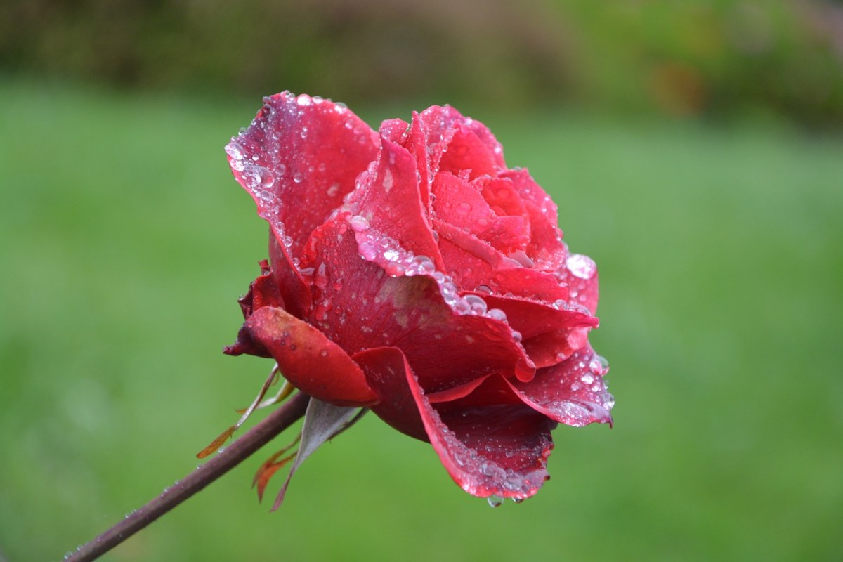 花、红玫瑰、滴雨免费图片