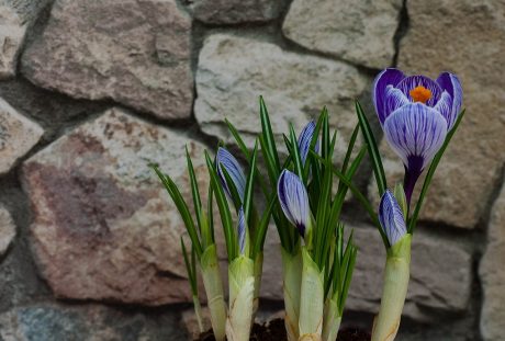 藏红花、厂、鲜花