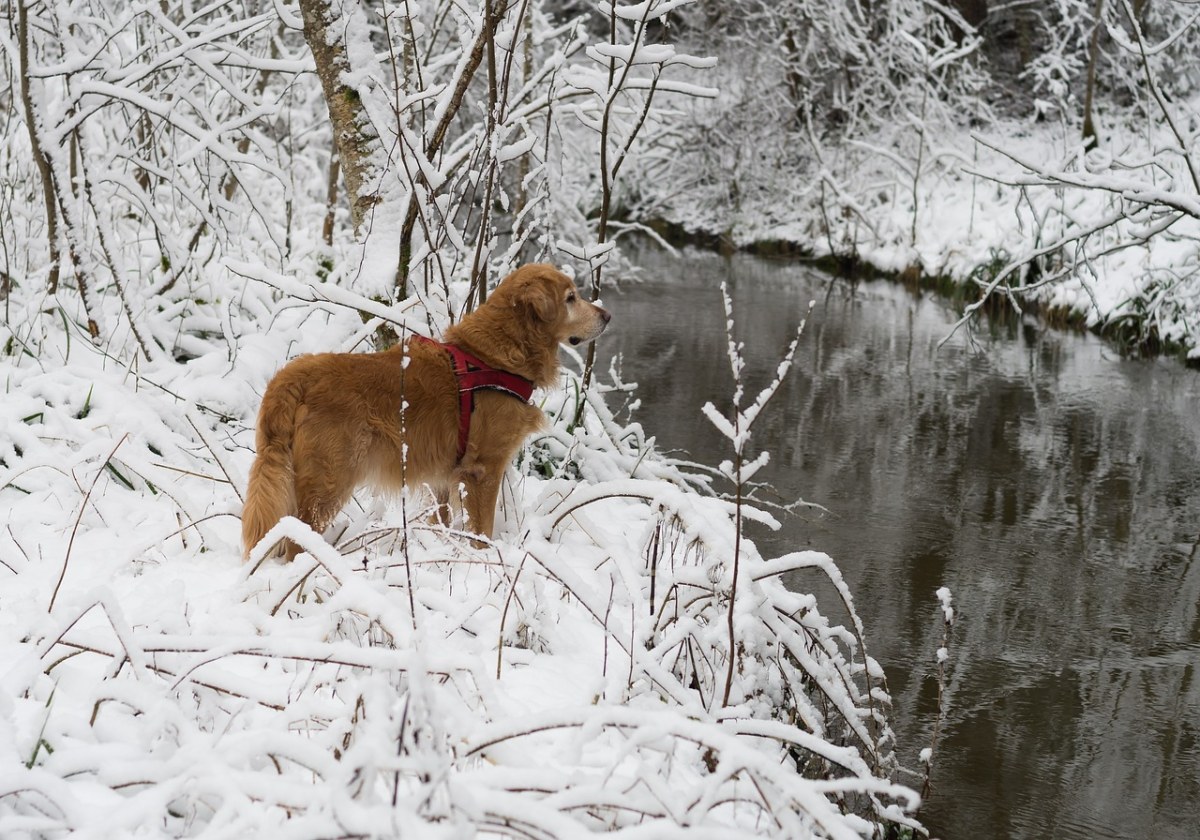 狗、宠物、雪免费图片