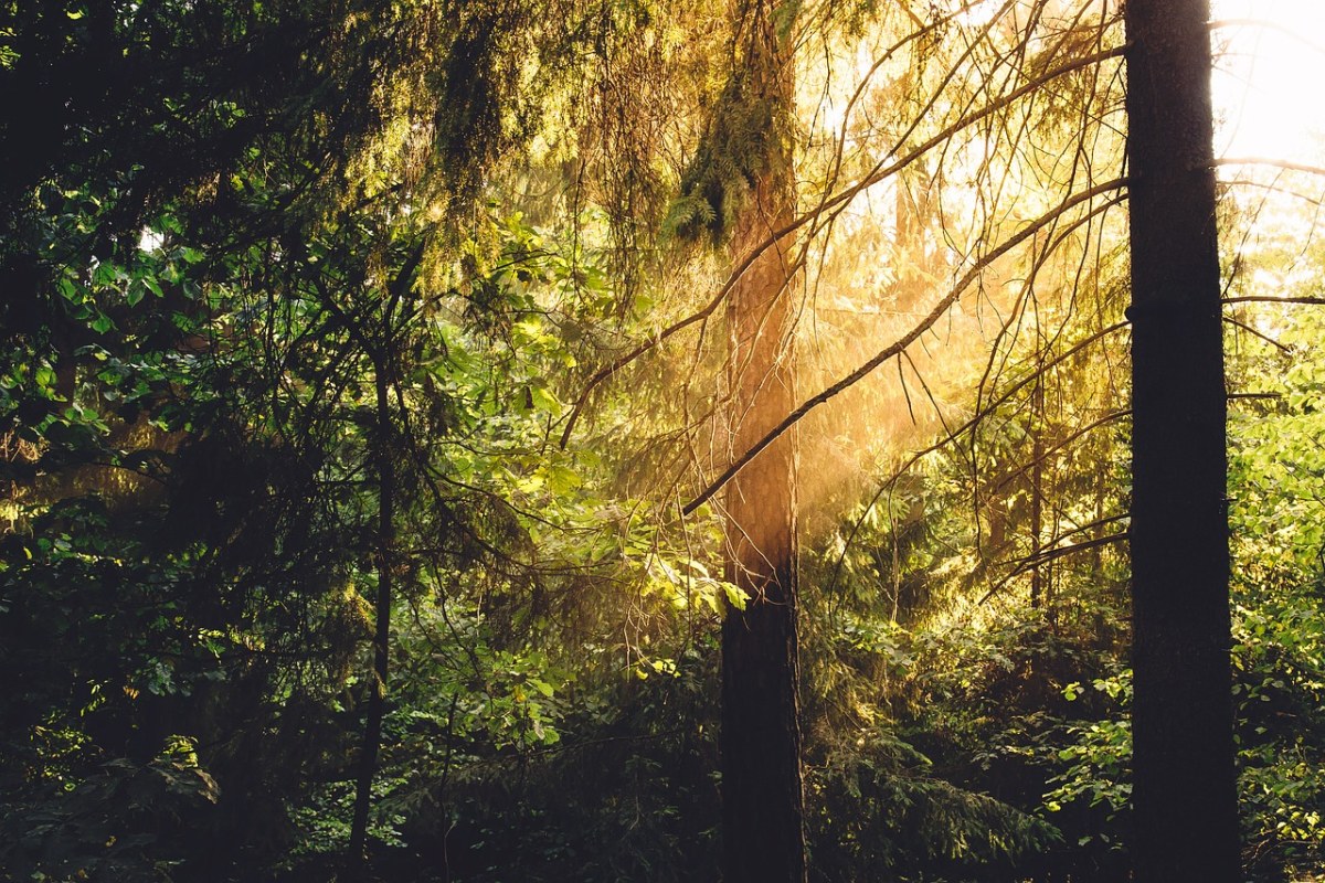 阳光、森林、伍兹免费图片