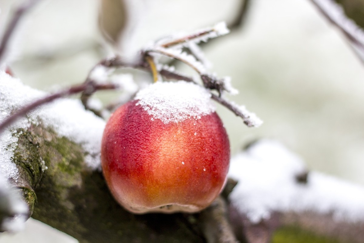 苹果,冬季,雪