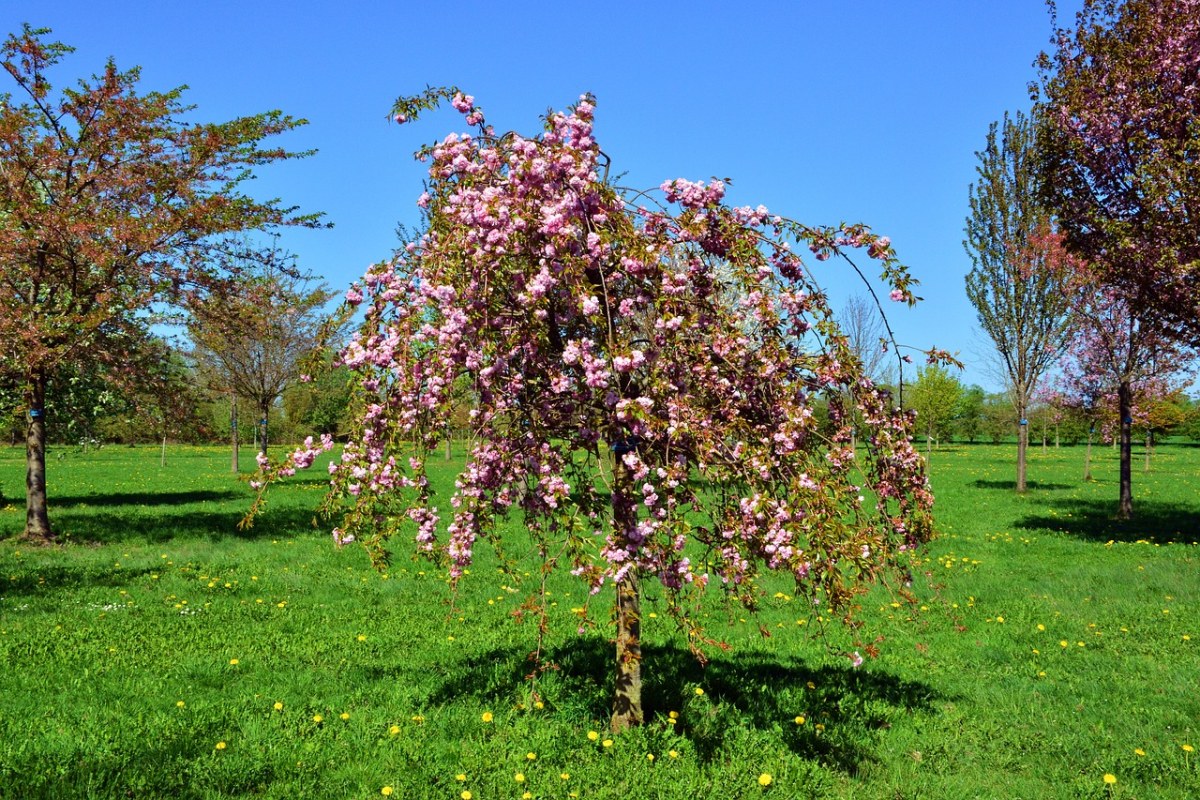 弹簧悬樱桃、樱花、梅Sabhirtella、Pendula免费图片