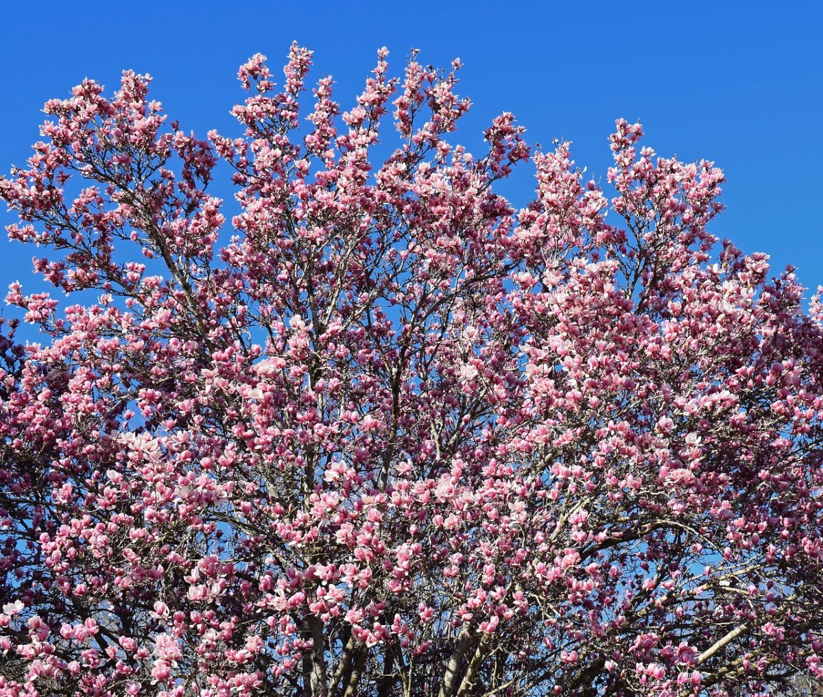 粉红色的玉兰花、玉兰、树免费图片