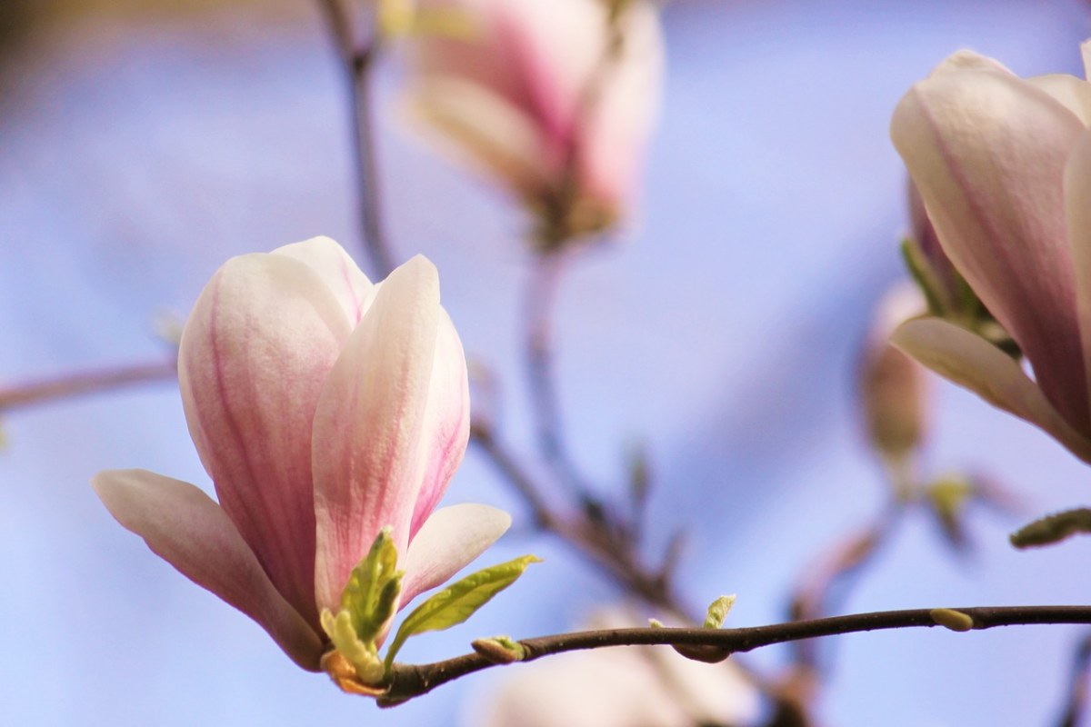 玉兰、开花、春天免费图片