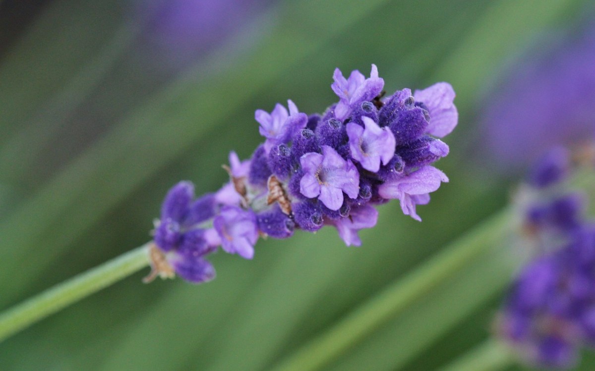 薰衣草,薰衣草開花,開花