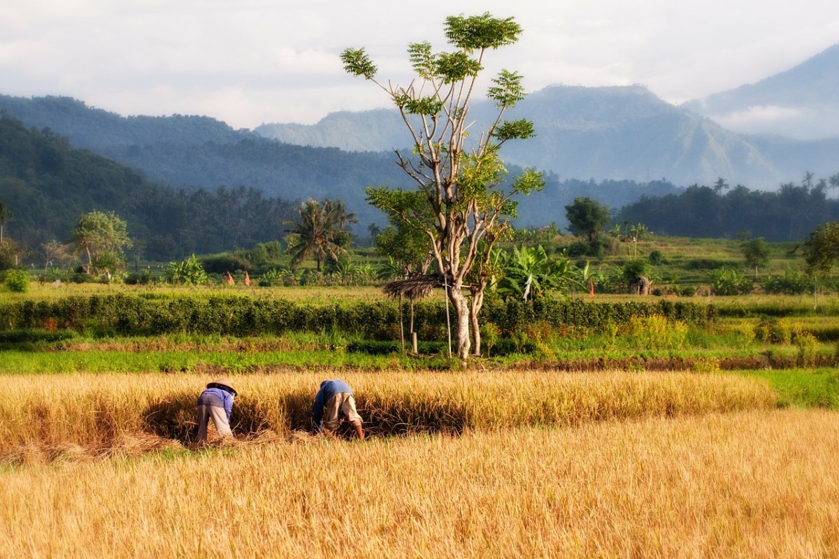 稻田、巴厘岛、水稻种植免费图片