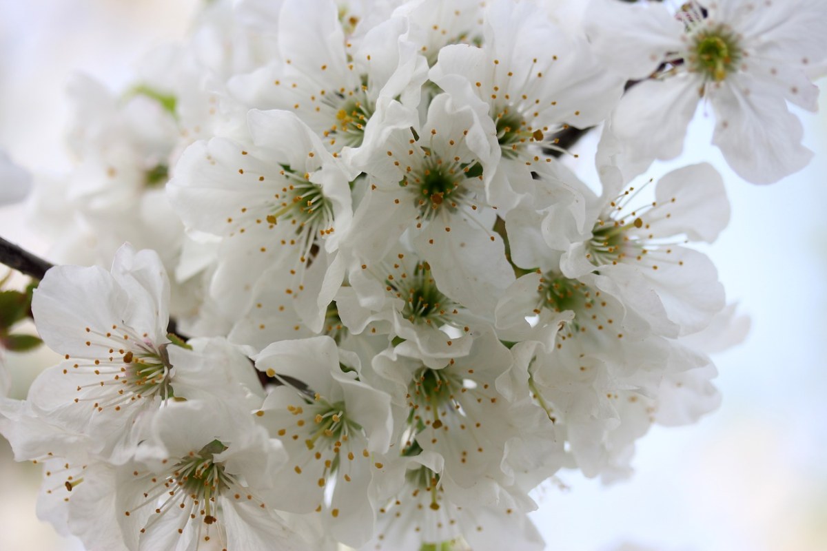 鲜花、白、树免费图片