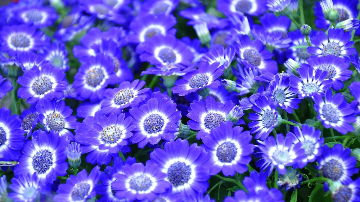 蓝色的瓜叶菊背景图免费图片