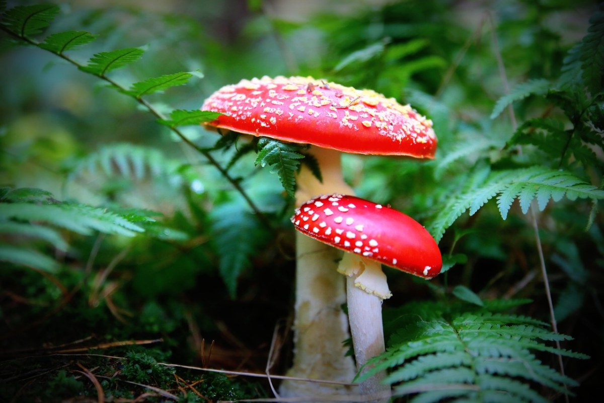 蘑菇、鹅膏菌、飞木耳红免费图片