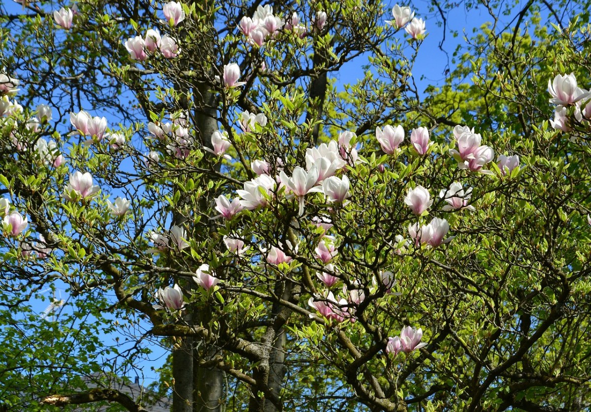 玉兰、树木、春天免费图片
