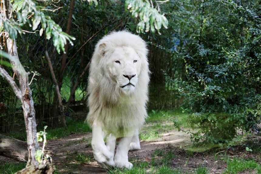 狮子,白狮,猫科动物