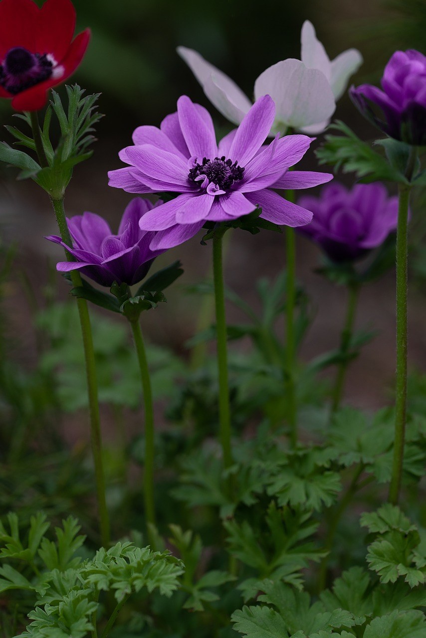 紫色的花朵免费图片