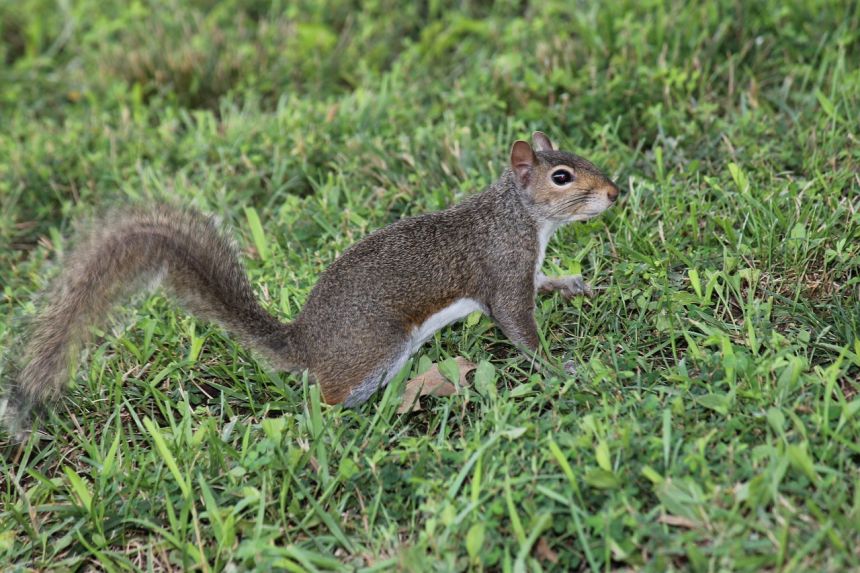 松鼠小動物野生動物