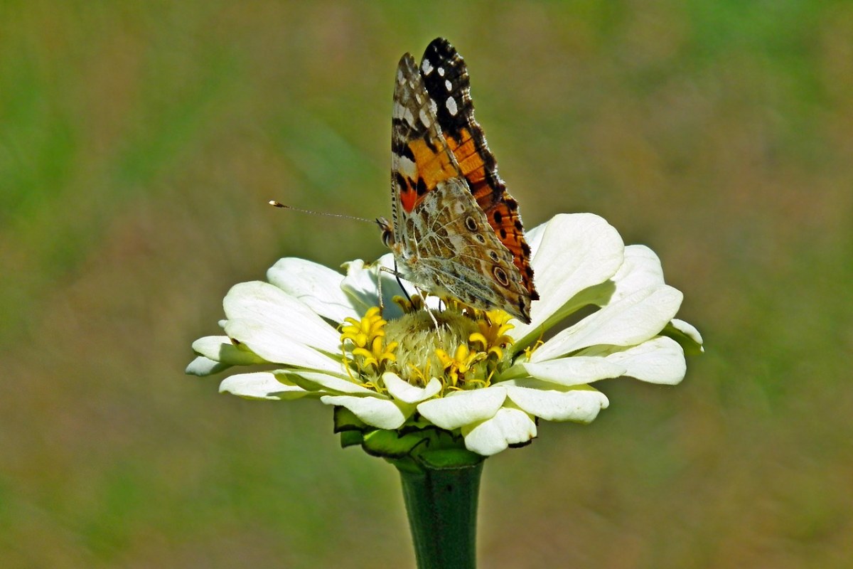 蝴蝶、昆虫、花免费图片