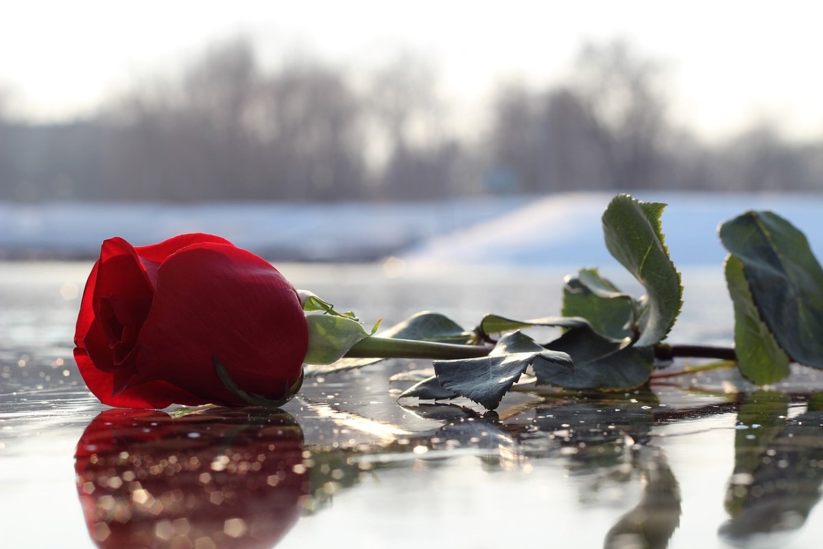 红色玫瑰在冰上、冻的湖、爱情符号免费图片