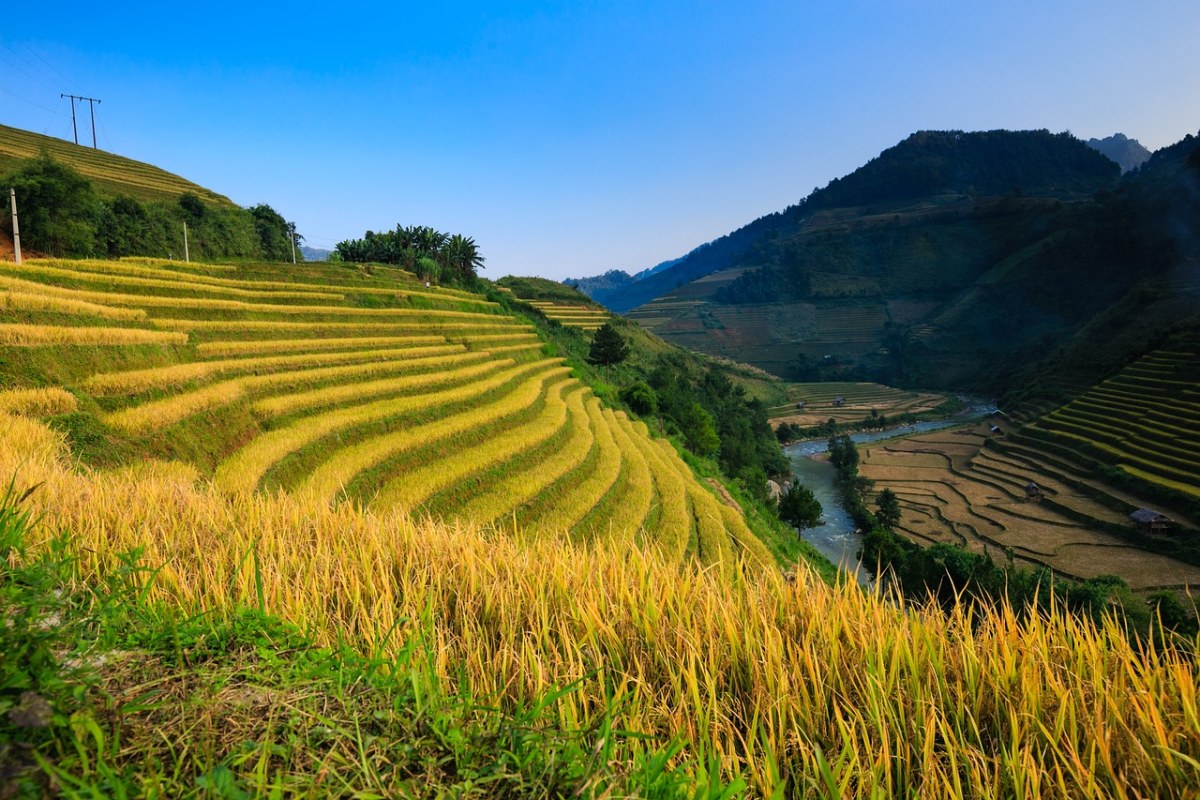 越南、米、稻田免费图片