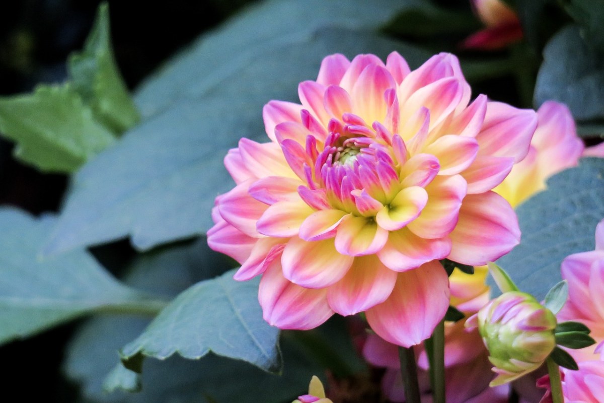 花、植物、大自然免费图片