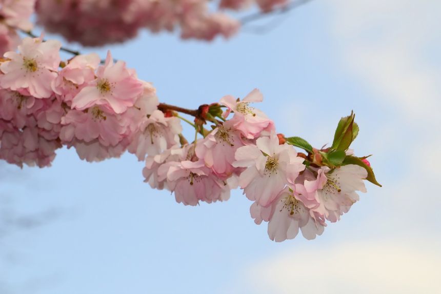 日本櫻花樹梅花樹