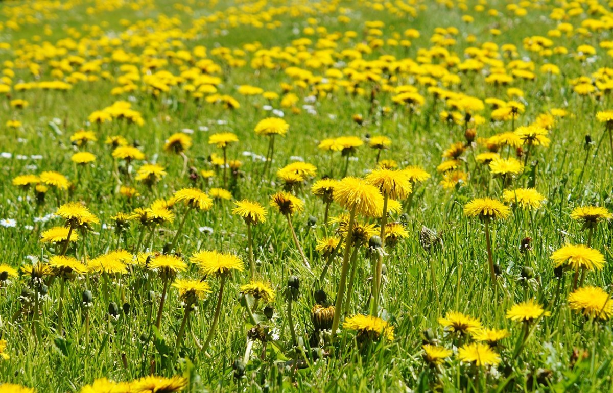 鲜花、草地、蒲公英免费图片