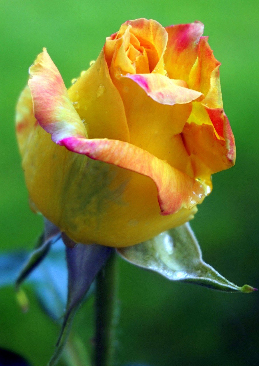 玫瑰、黄色、花免费图片