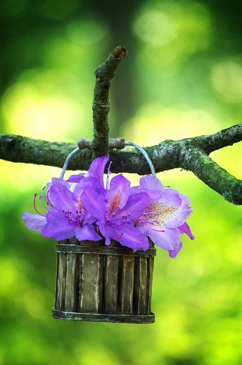 紫色的杜鹃花朵免费图片