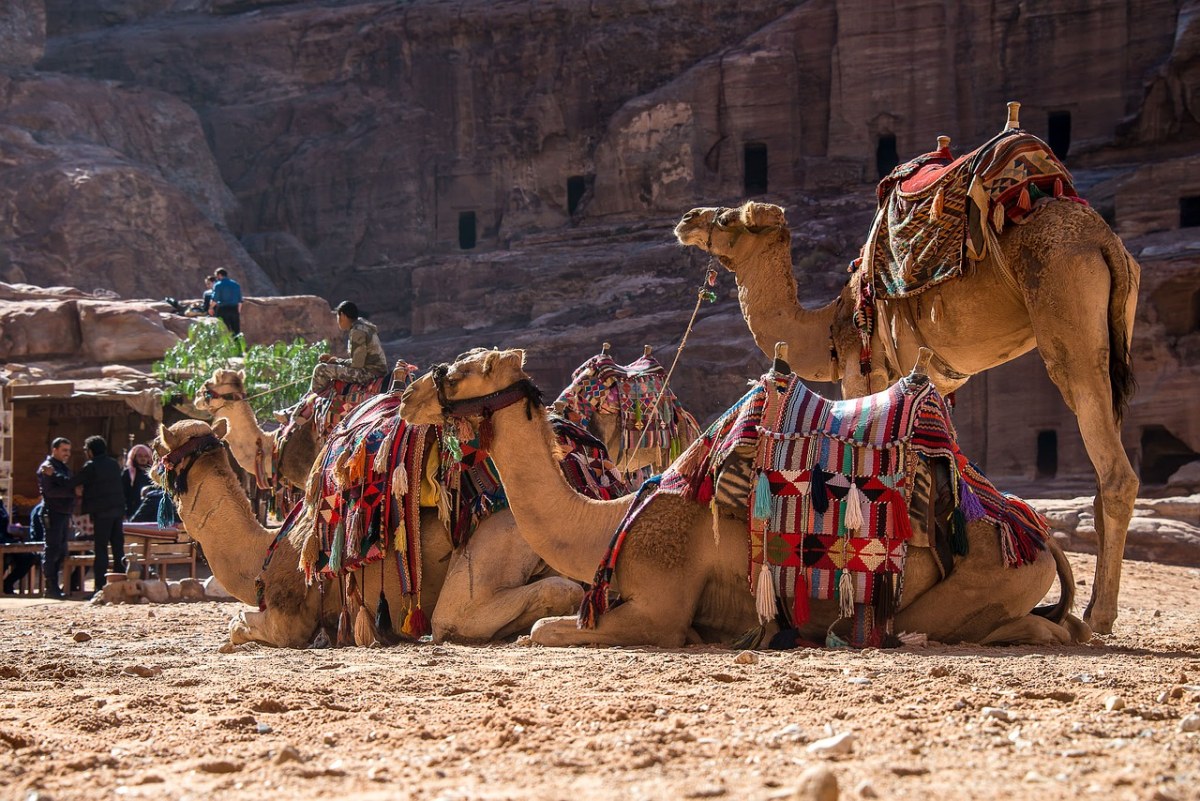 约旦、佩特拉、骆驼免费图片