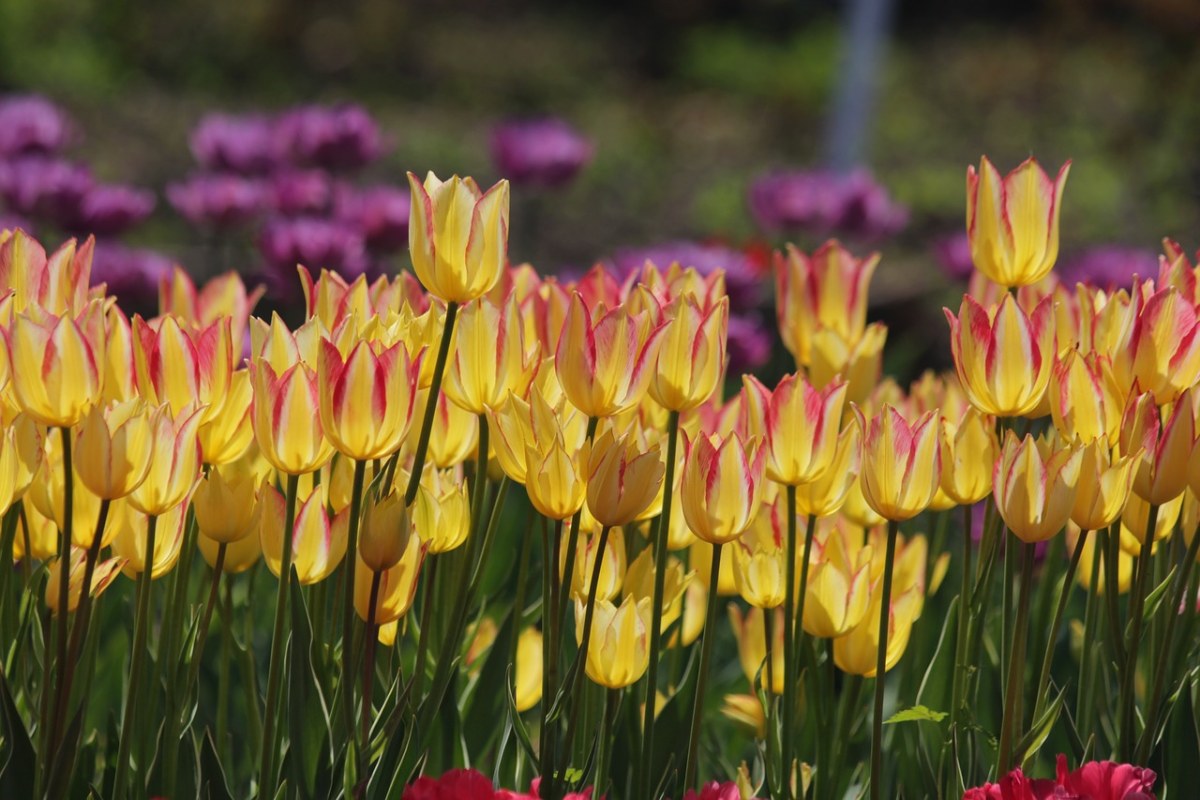 郁金香、鲜花、春天免费图片